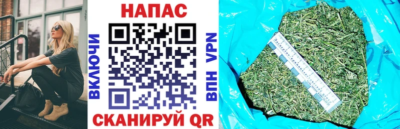 Бошки Шишки гибрид  Сунжа 